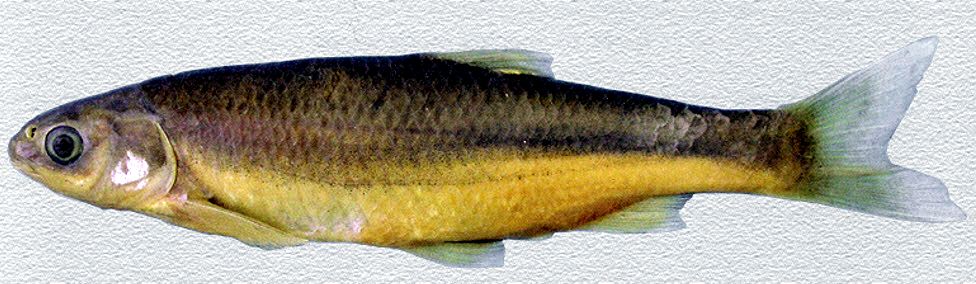 Parachondrostoma turiense_03.jpg